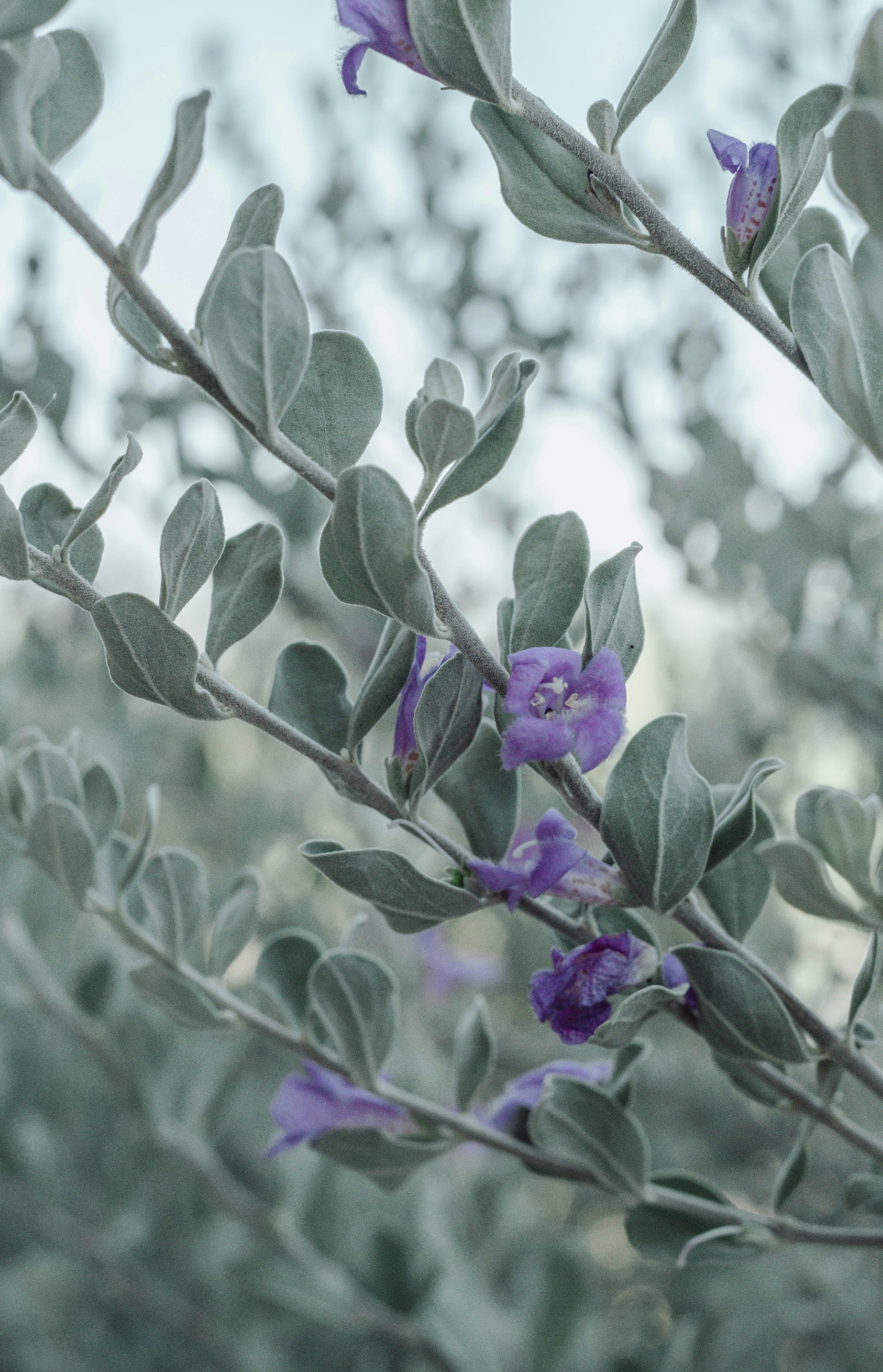 Fragrant Eucalyptus & Lavender 11 oz scented candle
