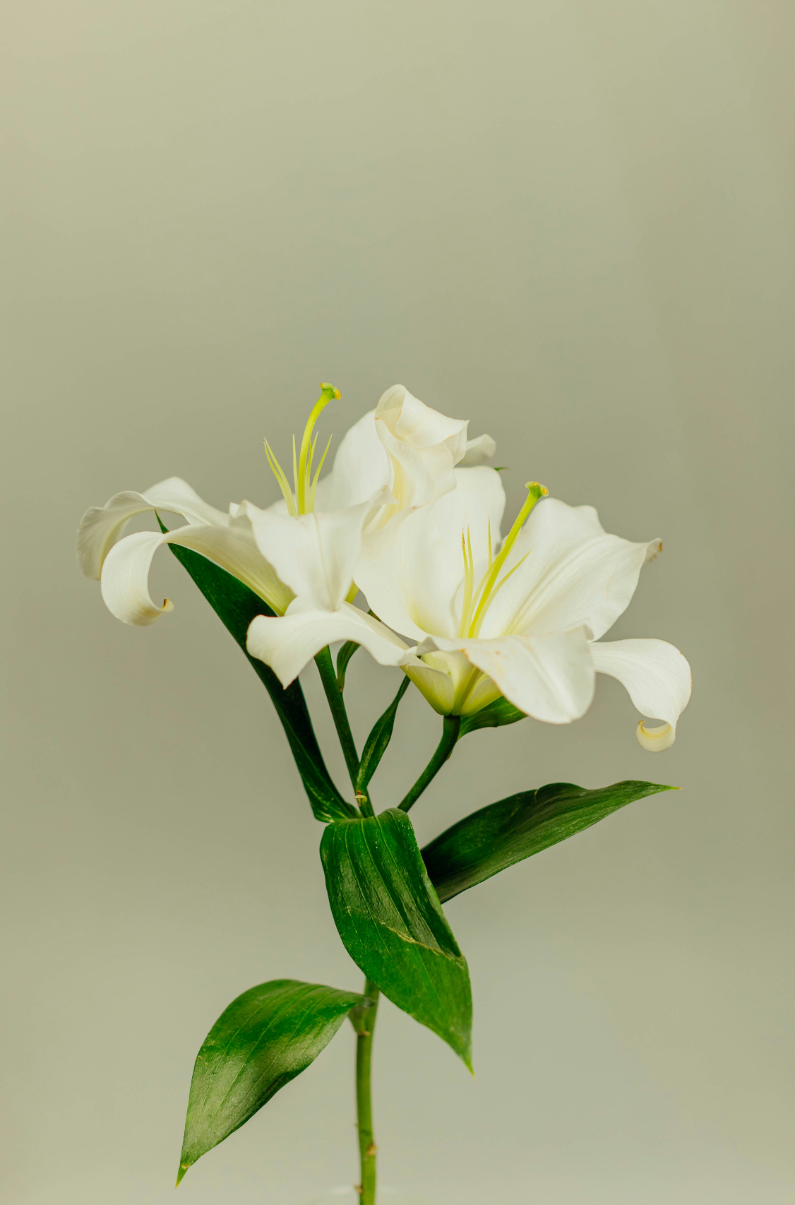 Fragrant Gardenia Natural Home 7 oz scented candle