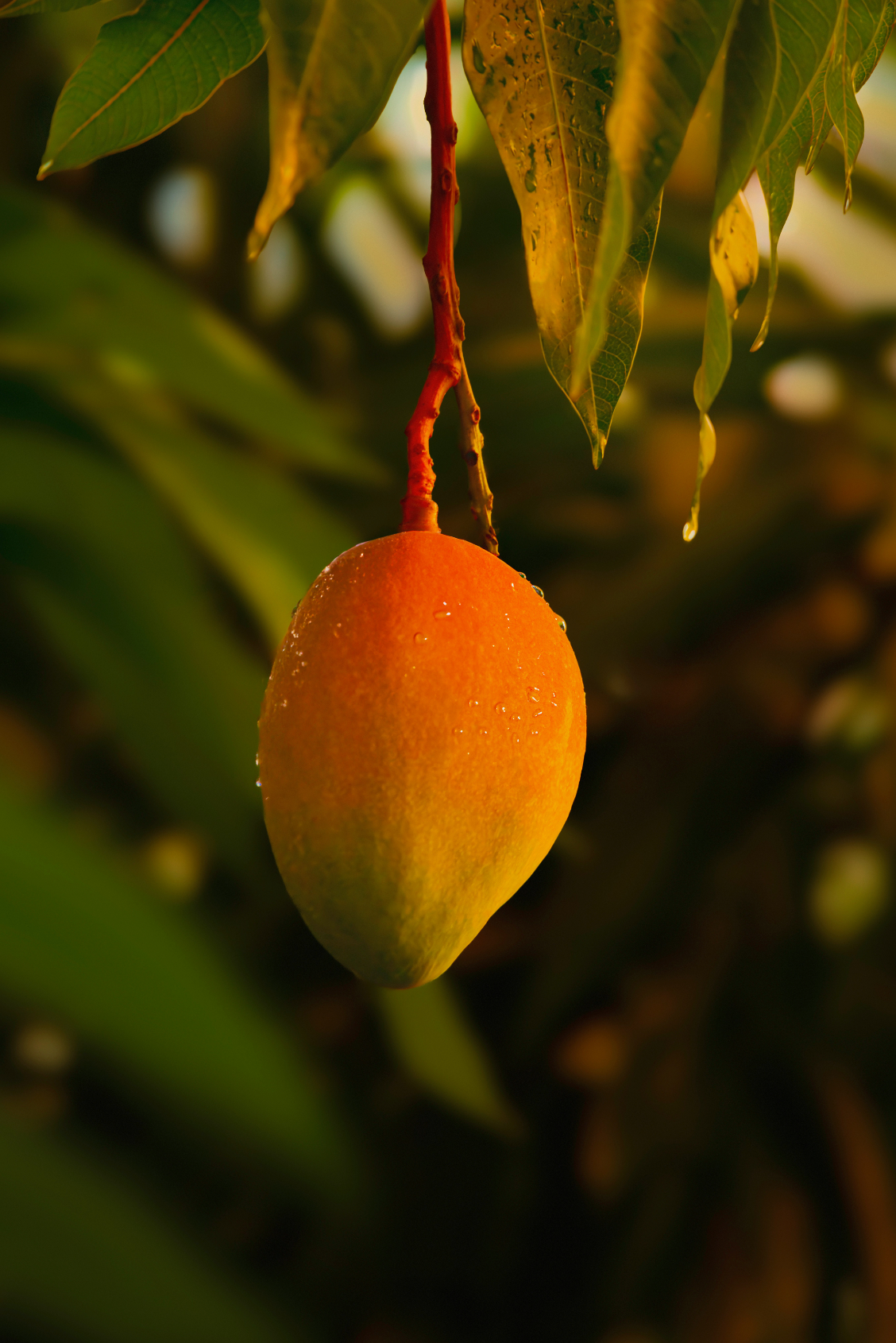 Silky Guava Mango 16.9 oz Whipped Body Butter