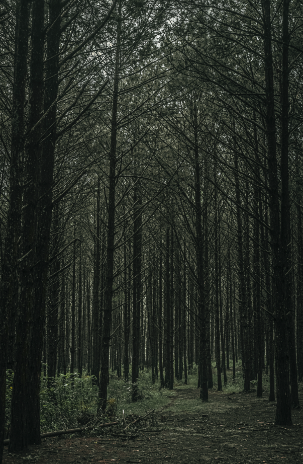 Refreshing Teakwood 100 ml Room Spray