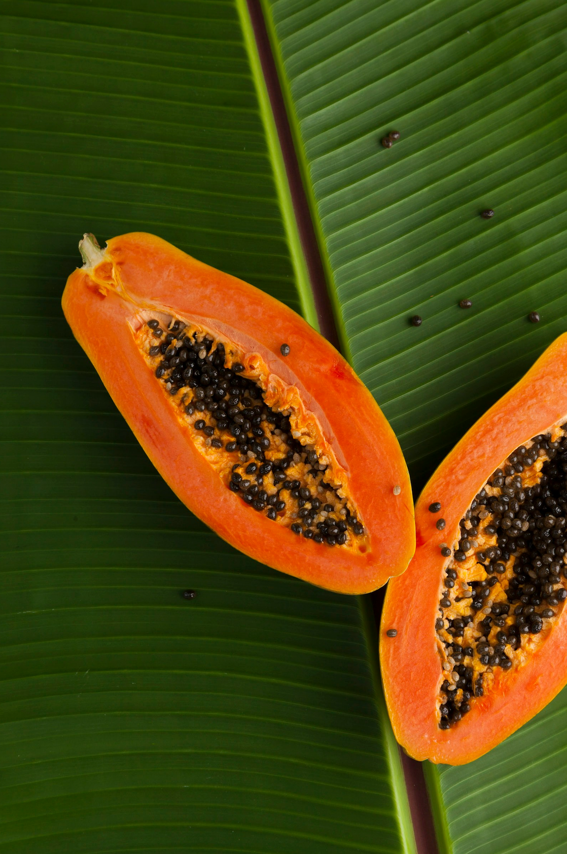 Fragrant Island Papaya 10 oz scented candle