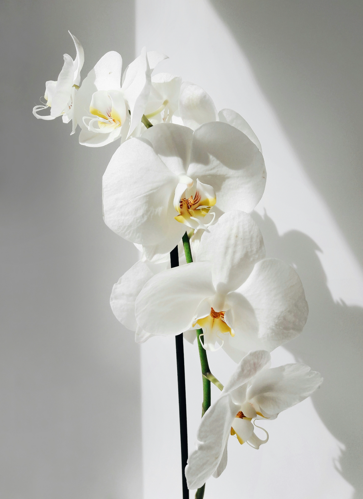 Silky Vanilla Orchid 16.9 oz Whipped Body Butter