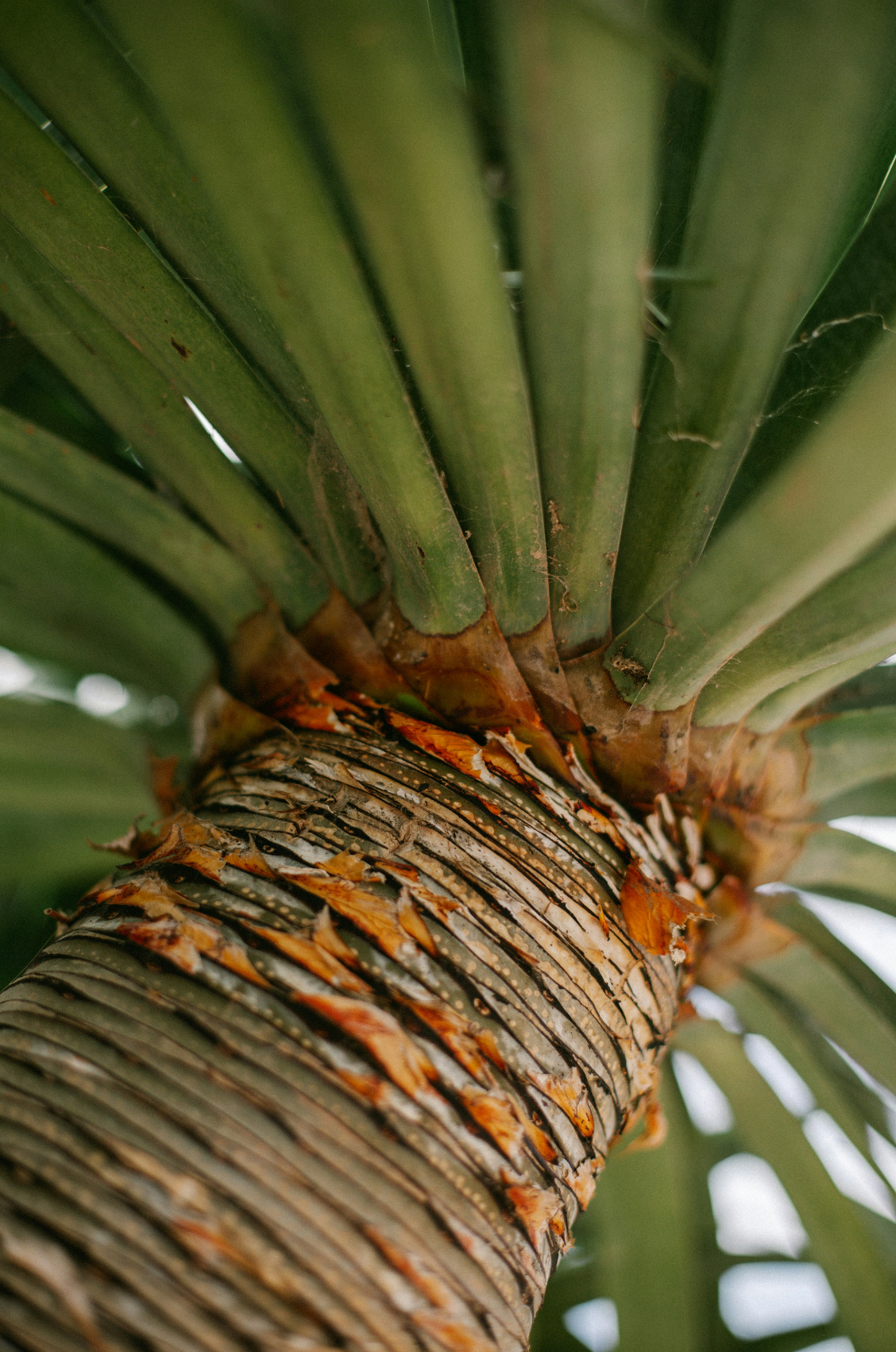 Fragrant Driftwood & Pineapple 12 oz scented candle