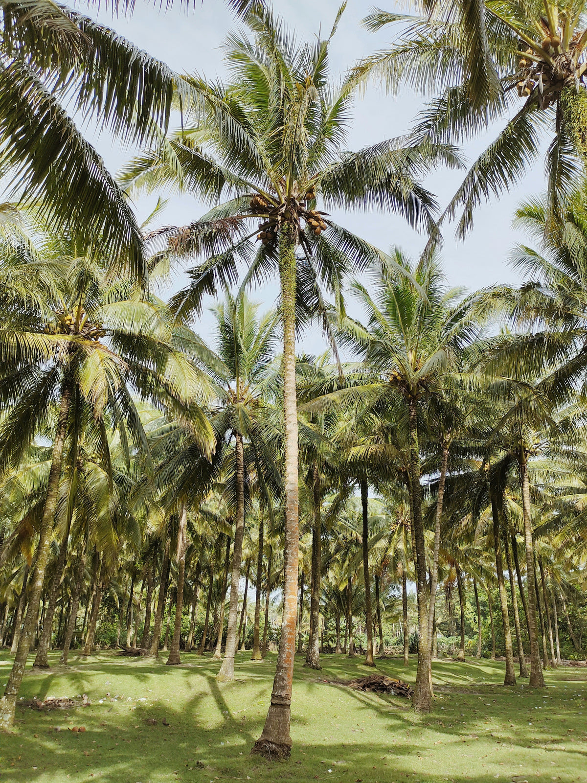 Silky Balinese Coconut Body Lotion