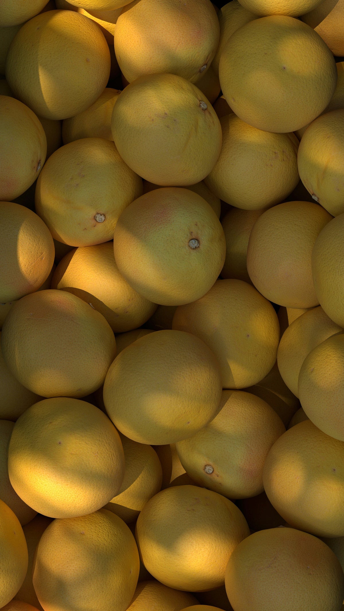 Fragrant Autumn Citrus 12 oz scented candle
